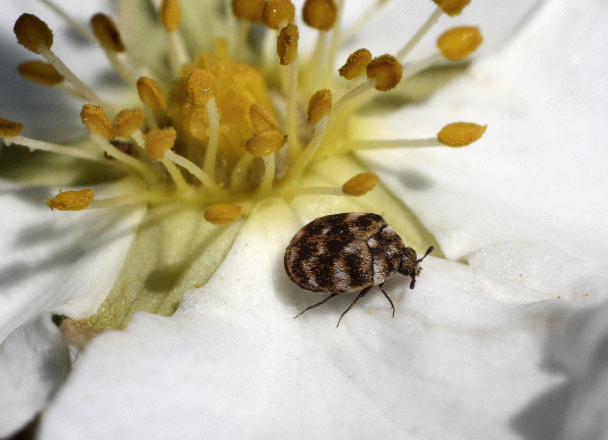 coccinella da determinare